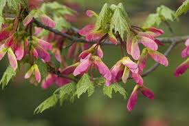Attēlu rezultāti vaicājumam “Acer rufinerve flower”