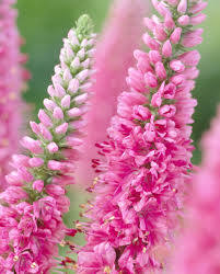 Attēlu rezultāti vaicājumam “Veronica spicata fruit”