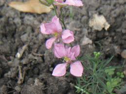 Image result for Consolida ajacis oder Consolida regalis