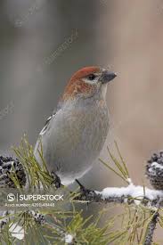 Attēlu rezultāti vaicājumam “Pinicola enucleator”