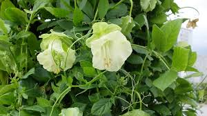 Image result for Glockenrebe