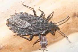 Attēlu rezultāti vaicājumam “Aradus betulae”