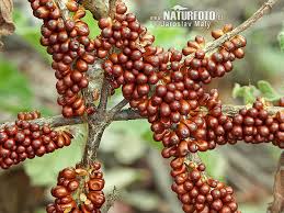 Attēlu rezultāti vaicājumam “Leocarpus fragilis”