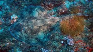 Image result for Raja undulata