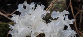 Attēlu rezultāti vaicājumam “Tremella ramalinae”