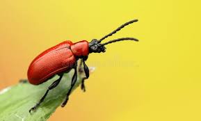 Attēlu rezultāti vaicājumam “Lilioceris lilii”