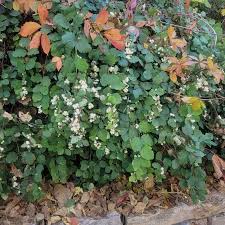 Attēlu rezultāti vaicājumam “Symphoricarpos albus flower”