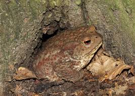 Attēlu rezultāti vaicājumam “Bufo bufo”