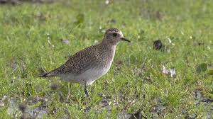 Attēlu rezultāti vaicājumam “Pluvialis apricaria adult”