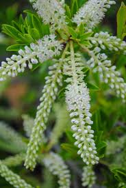 Attēlu rezultāti vaicājumam “Reticularia jurana young”