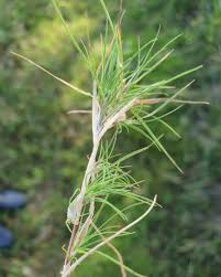 Attēlu rezultāti vaicājumam “Agrostis canina”