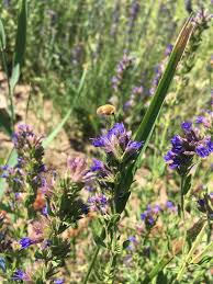 Attēlu rezultāti vaicājumam “Hyssopus officinalis flower”