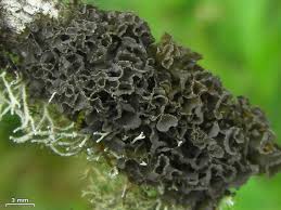 Attēlu rezultāti vaicājumam “Leptogium lichenoides”