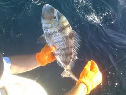 Image result for Calamus bajonado