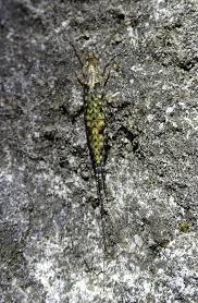 Attēlu rezultāti vaicājumam “Machilidae”