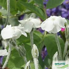 Image result for Lychnis coronaria alba