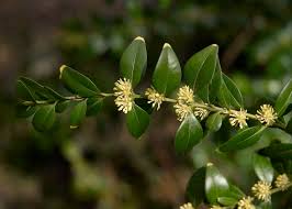 Attēlu rezultāti vaicājumam “Buxus sempervirens flower”