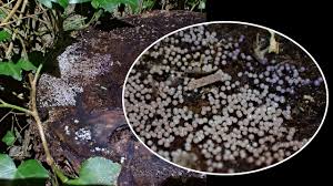 Attēlu rezultāti vaicājumam “Lamproderma debile spores”