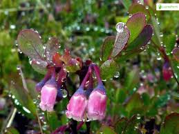 Attēlu rezultāti vaicājumam “Vaccinium uliginosum flower”