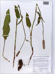 Attēlu rezultāti vaicājumam “Bistorta major”