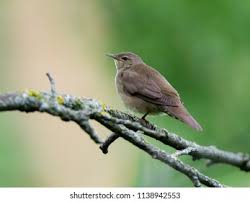 Image result for Locustella fluviatilis