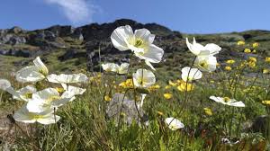 Image result for Alpenmohn