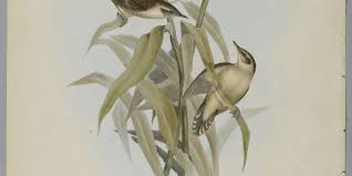 Image result for Locustella certhiola