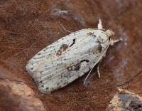 Attēlu rezultāti vaicājumam “Agonopterix ocellana”
