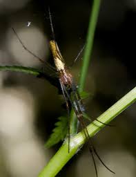 Attēlu rezultāti vaicājumam “Tetragnatha montana”