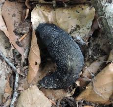 Attēlu rezultāti vaicājumam “Limax cinereoniger”