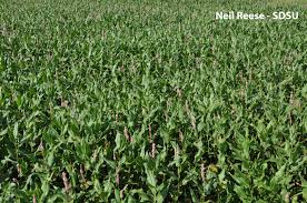 Attēlu rezultāti vaicājumam “Polygonum amphibium”
