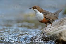 Attēlu rezultāti vaicājumam “Cinclus cinclus”