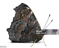 Attēlu rezultāti vaicājumam “Inachis io underside”