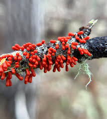 Attēlu rezultāti vaicājumam “Lignydium muscorum plasmodium”