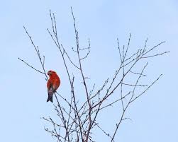 Attēlu rezultāti vaicājumam “Loxia pytyopsittacus male”