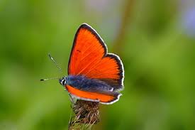 Attēlu rezultāti vaicājumam “Lycaena hippothoe underside”