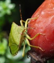 Attēlu rezultāti vaicājumam “Heteroptera”
