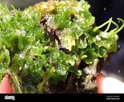 Attēlu rezultāti vaicājumam “Phaeoceros laevis subsp. carolinianus”