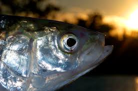 Image result for Coregonus artedi