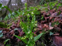 Attēlu rezultāti vaicājumam “Mercurialis perennis bud”