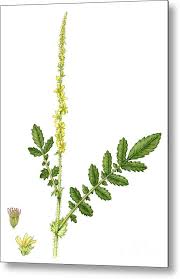 Attēlu rezultāti vaicājumam “Agrimonia eupatoria”