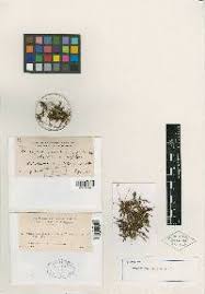 Attēlu rezultāti vaicājumam “Polytrichastrum pallidisetum cells”