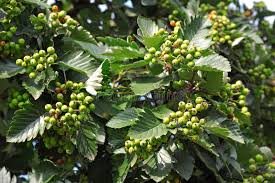 Attēlu rezultāti vaicājumam “Crataegus submollis fruit”