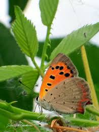Attēlu rezultāti vaicājumam “Lycaena phlaeas underside”