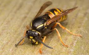 Attēlu rezultāti vaicājumam “Vespula rufa”