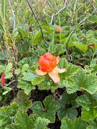 Attēlu rezultāti vaicājumam “Rubus chamaemorus flower”