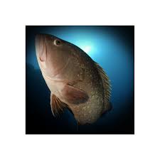 Image result for Epinephelus marginatus