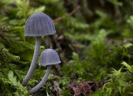 Attēlu rezultāti vaicājumam “Mycena pseudocorticola”