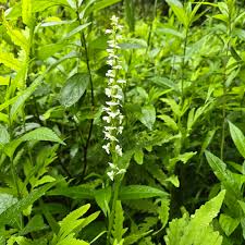 Attēlu rezultāti vaicājumam “Moneses uniflora bud”