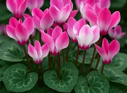 Image result for Cyclamen persicum